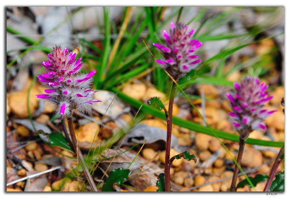 AU0681.Greenmount N.P.Blume