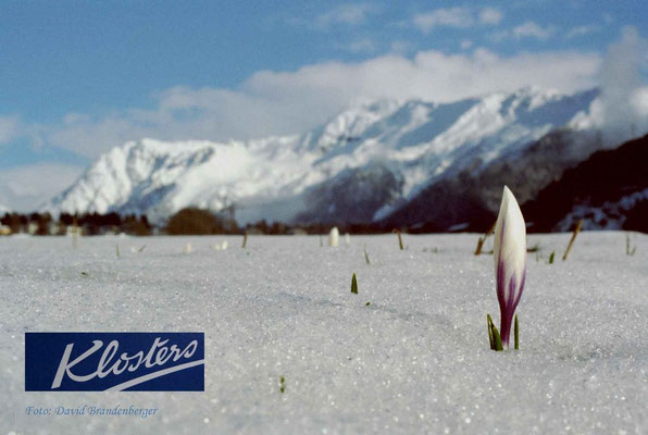 P0011.Krokus im Schnee.Klosters.CH