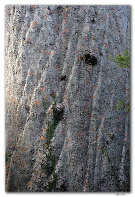 NZ0083.Tane Mahuta.Largest Kauri