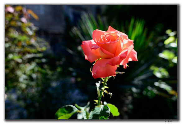 GE0149.Tbilisi.Rose