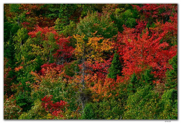 CA1322.Timberlea.Bluff Trail