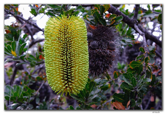 AU0833.Bandalup.Banksia