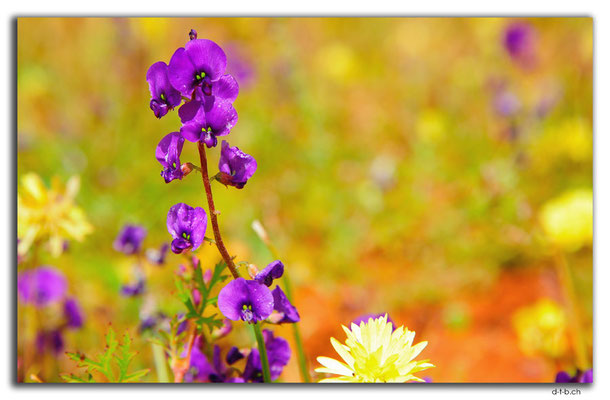 AU0411.Blume
