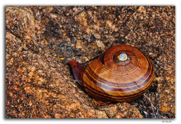 NZ0535.Kahurangi N.P.Riesenschnecke