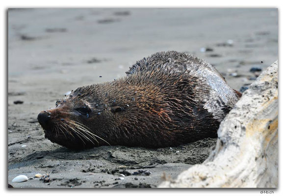 NZ0415.Waiinu Beach.Sealion