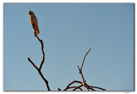 AU0191.White Cockatoo