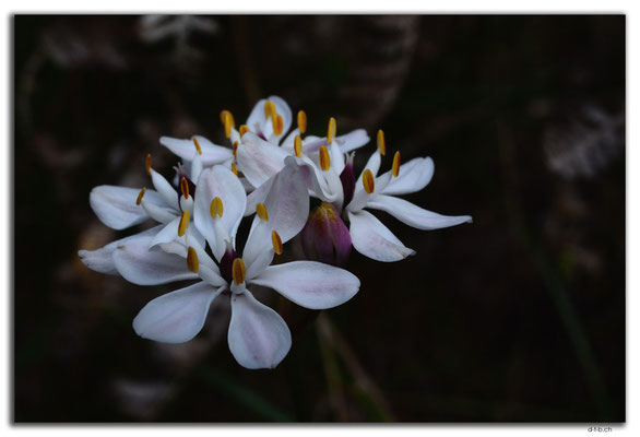 AU0779.Deep River.Blume