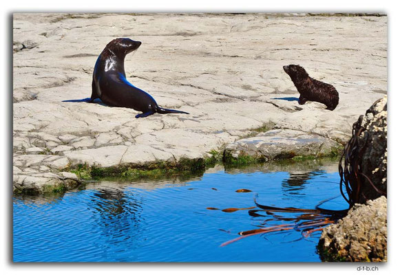 NZ0708.Kaikoura.Peninsula.Seals