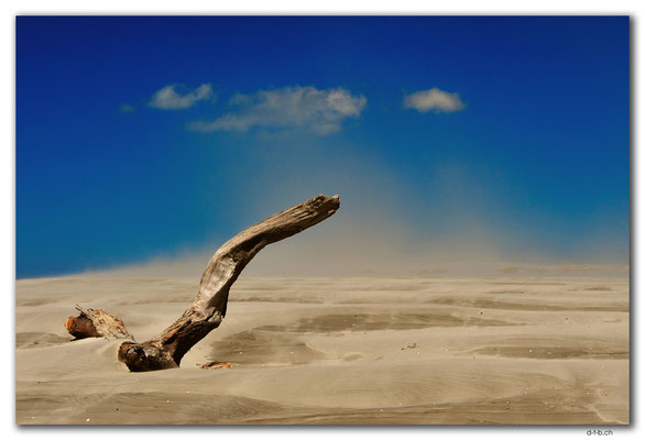 NZ0612.Farewell Spit.Ocean Beach.Drift wood