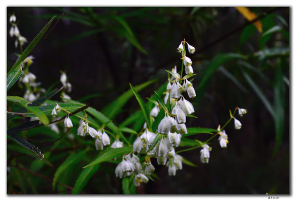 AU0774.Deep River.Blume