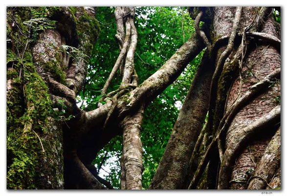 ID0190.Bedugul.Bot.Garten.Giant Fig Tree