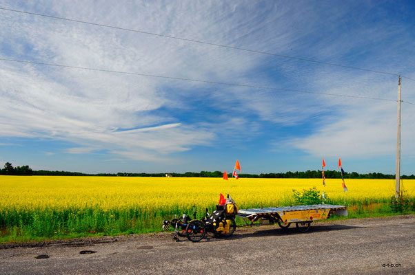 CA. Solatrike at rapeseed field