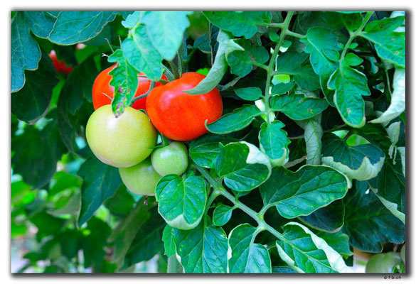 TR0231.Tomatenplantage