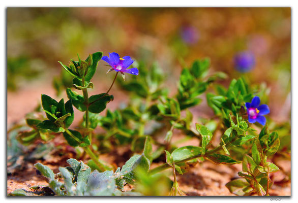 AU0472.Kalbarri N.P.Blume