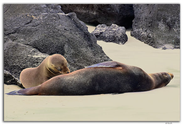 EQ0031.San Cristobal.Puerto Chino.Sea Lion