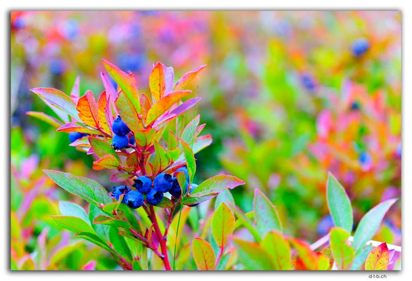 CA1257.Newfoundland.St.John's.Blueberry