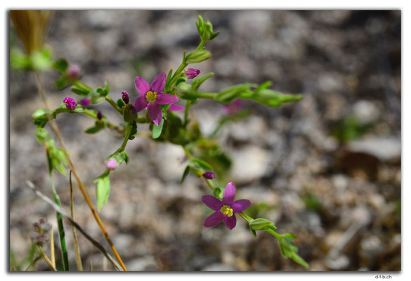AU0952.Nullarbor N.P.Blume