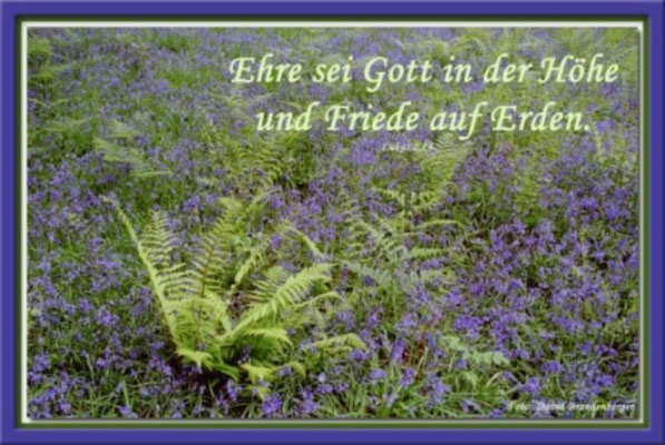 S0024 Farn und Blumen,Schottland.Lukas 2.14