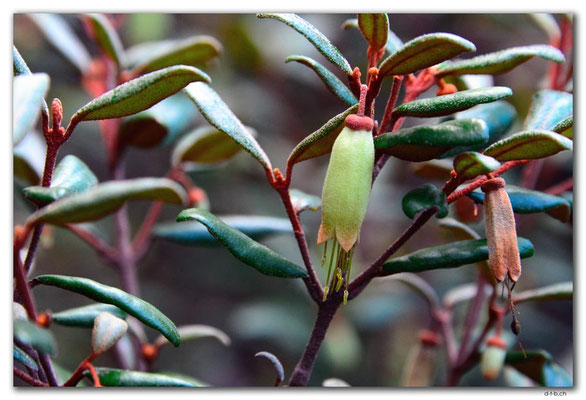 AU1298.Hobart.Blüte