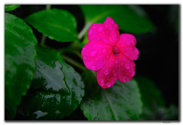 TW0051.Jinguashi.Blume