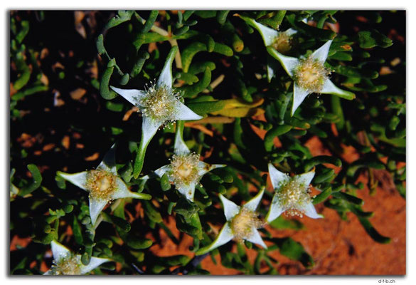 AU0896.Ten Mile Rock.Blumen