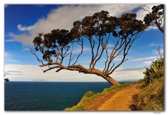 NZ0224.Mangawhai Cliffs Walk