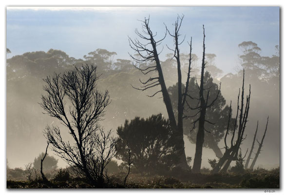 AU1363.Overland Track.Trees in the morning mist