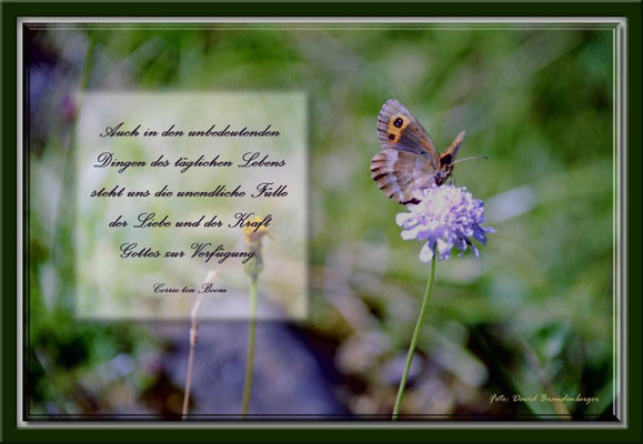 S0050.Wald-Wittwenblume & Schmetterling.CH.Text: Corrie Ten Boom