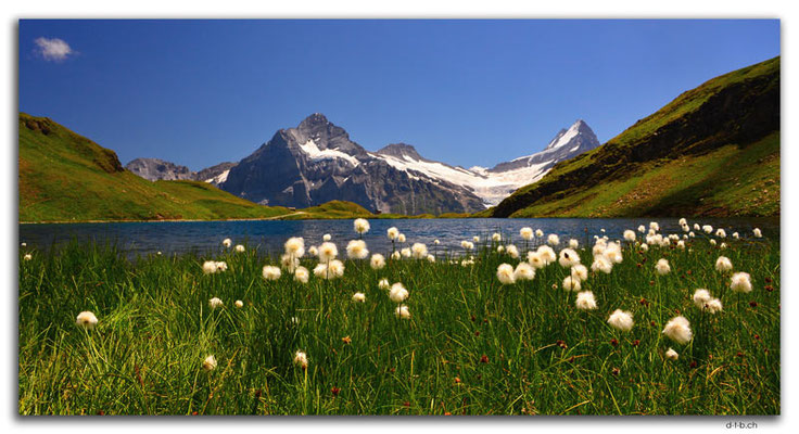 GW0361.Wollgras am Bachalpsee