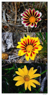 AU0852.Esperance.Blumen