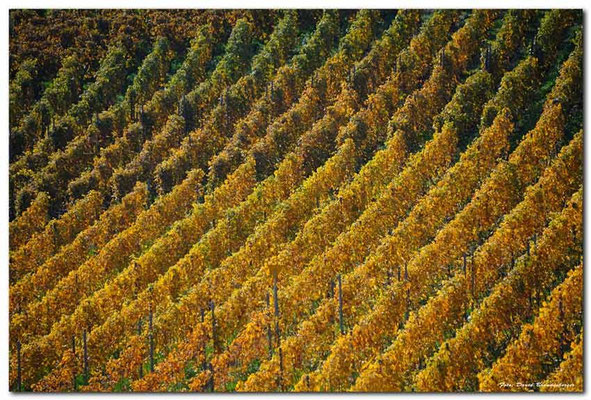 A0729.Chexbres Weinberge.CH