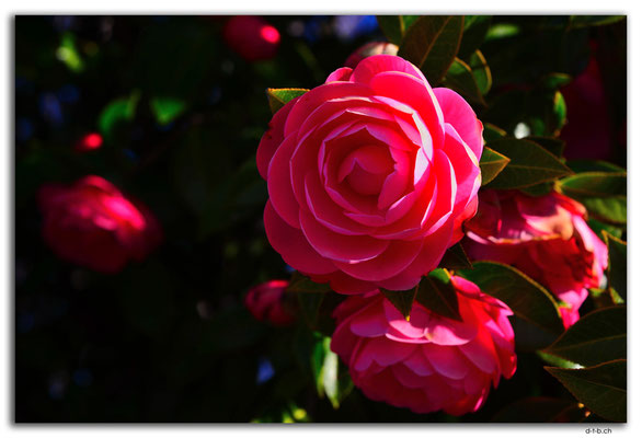 NZ1003.Christchurch.Blüten