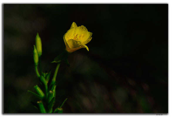 KR0126.Blume