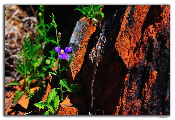 AU0349.Blume