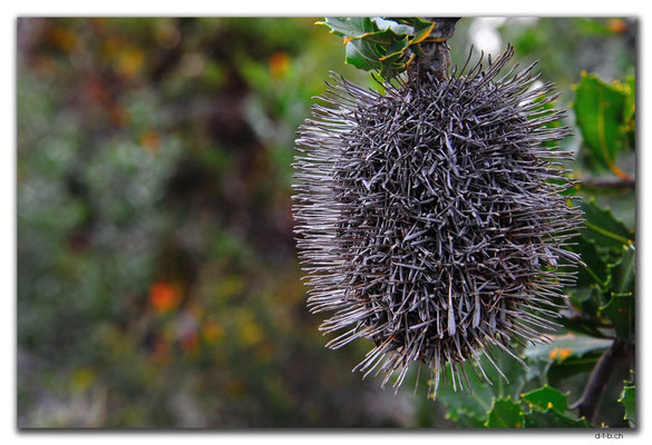 AU0832.Bandalup.Banksia