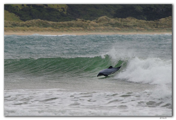 NZ0941.Curio Bay.Porpoise Bay.Hector's Dolphin