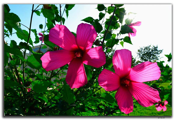 UZ0170.Tashkent.Hibiskus