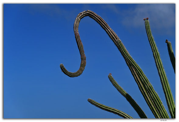 AW0060.Hooiberg.Cacti