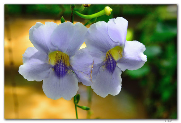 ID0136.Ubud.ARMA.Blume