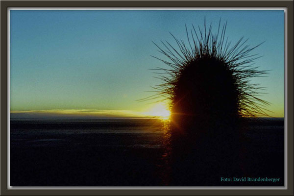 73.Kaktus im Altiplano,Bolivien