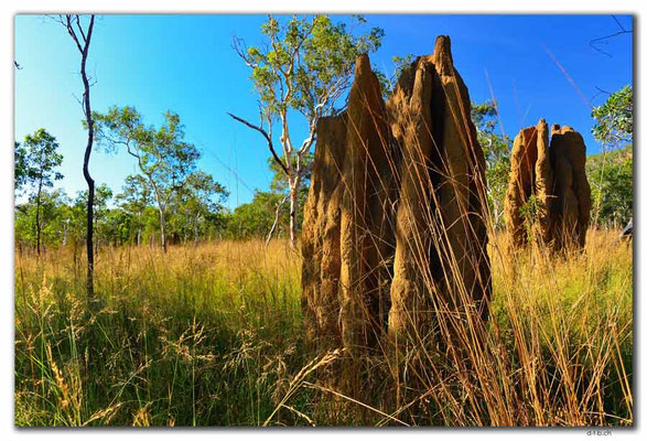 AU0045.Kakadu N.P. Termitenbau