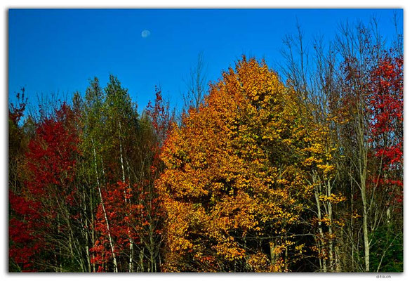 CA1344.ViaRail.Halifax-Montréal.Québec.Colored Forest