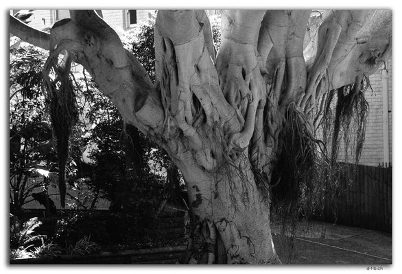 AU1552.Sydney.Bondi Baum