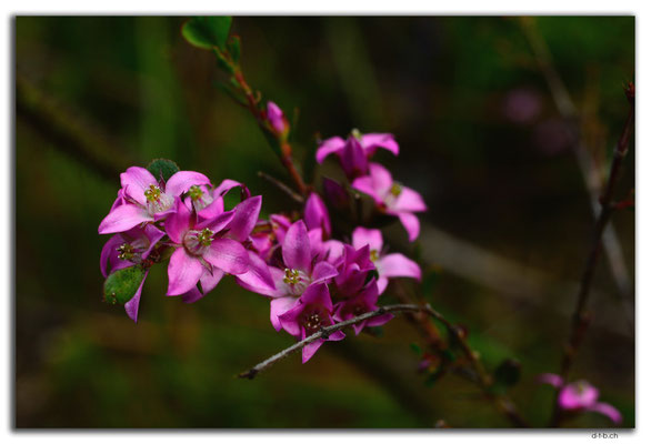 AU0777.Deep River.Blume