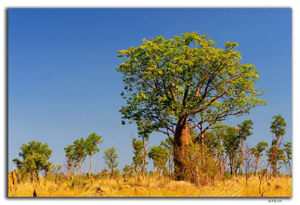 AU0237.Boab Baum mit Blätter