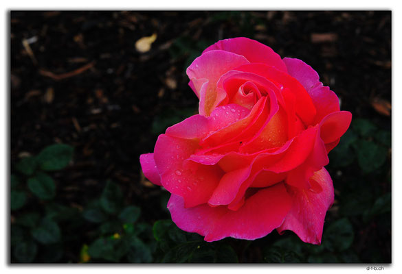 AU0636.Perth.Peace Memorial Rose Garden