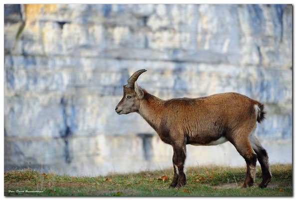 A0748.Creux du Van Steinbock.CH