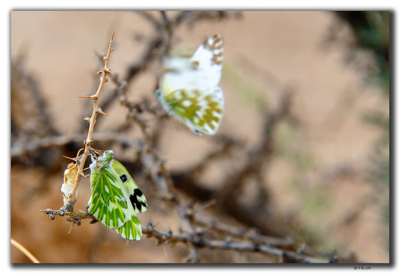 CN0151.Festungsruine.Xitancun.Schmetterling