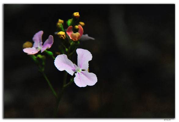 AU0678.Greenmount N.P.Orchid