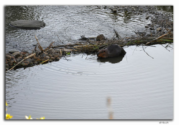 CA0577.Grande Prairie.Beaver